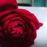 AaeAarti's profile picture. (S) मैं कुछ खास तो नहीं हूँ दुनिया में,
लेकिन मेरे जैसे लोग कम है ;
खुशियों का कोई रास्ता नहीं होता
खुश रहना ही रास्ता है ..💯💯💯💯 follow back