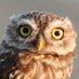 The Bird Inside (@thebirdinside) Twitter profile photo The Bird Inside (@thebirdinside) Twitter profile photo