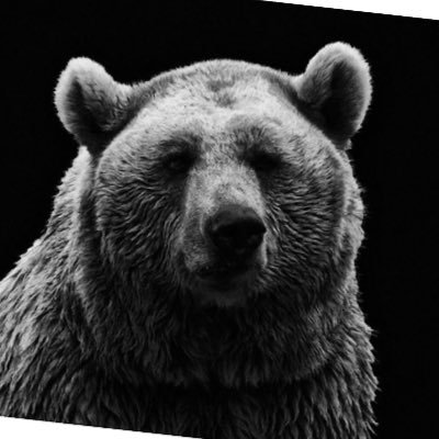 wildxbear Profile Picture
