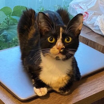 ochazukemooochi's profile picture. クラクラ「ゼロから始めるクラクラブログ」書いてました。ライキンはHopperで活動中。1671→1667→1902→1965→1261→1733→1815→2940  https://t.co/9pPCy4muLP