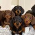 The Spicy Doxie (@spicydoxie) Twitter profile photo The Spicy Doxie (@spicydoxie) Twitter profile photo