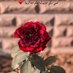 ❤وحشني💛 غلاك❤ (@ghlakwhshny) Twitter profile photo ❤وحشني💛 غلاك❤ (@ghlakwhshny) Twitter profile photo