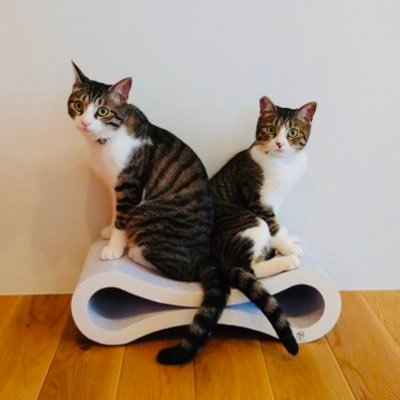猫🐈⬛スイーツ🍰🍫🍮について発信中です📝 元保護猫のキジシロ兄妹(5歳)と暮らしています🍀ヤンチャお笑い担当【チップくん😸】&きゅるんと癒し系【チョコちゃん🐱】ふたりとも甘えんぼでとっても仲良し兄妹です🐈️🐈🍪💕絵本やアートも好き📚猫ねこ部さんの紹介記事はこちら⬇️