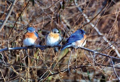 Bettepaws's profile picture. Mom of many little hearts, two legged and four legged love bugs!