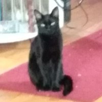 Luna Tuna (@debaiserealtor2) Twitter profile photo
