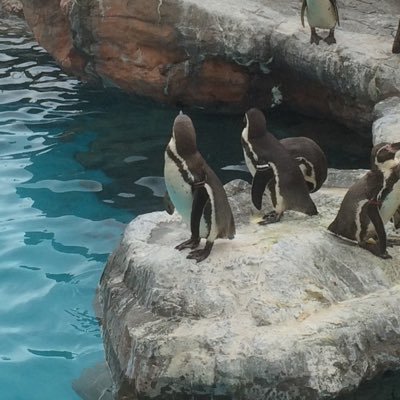 esign_joule's profile picture. tkhs94 ⛵️ 🔚