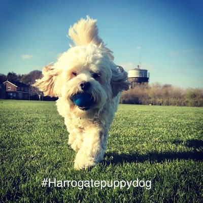 🐶🐶BLOGGER❤️TRAVEL❤️FASHION❤️🐶🐶 Join my pawsome adventures visiting local restaurants,bars & coffee shops with my hoomans IG #harrogatepuppydog