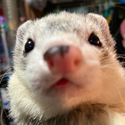 A Twitter page dedicated to a beautiful family of ferrets. -^-^- Ferrets: Cream, Cookie, Cocoa, Coffee, Cupcake, Mocha, Cinnamon, and Obi |~ ❤️🧡💛💚💙💜💗🖤