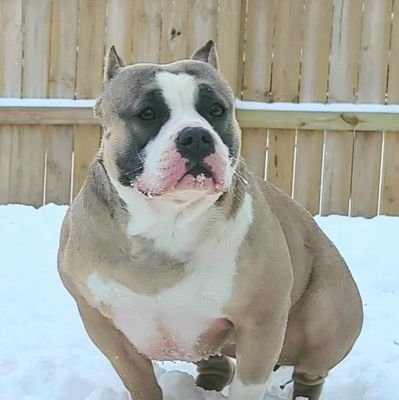 Hobby Breeder.
Love the American Bully Breed
And bringing families the joy of life and a best friend.