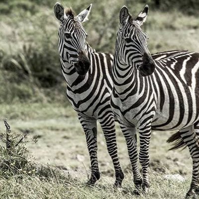 ม้าลาย is zebra buffalo is.....