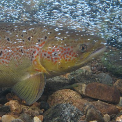 Twitter account of the Evolution, Conservation, Genomics Research Group at the BioEnv Faculty, University of Helsinki. Managed by Craig Primmer (@FishConGen)