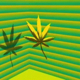 Your chance to receive epic strains in the future.