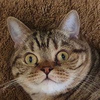 DJBoiledMouse🏴🇬🇧🚜 (@whistonpete) 's Twitter Profile