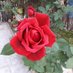 Rosa hay hay (@rosahl52) Twitter profile photo Rosa hay hay (@rosahl52) Twitter profile photo