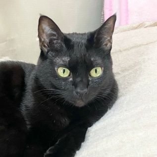 Tonojie's profile picture. 酒煙草はやらず、趣味は音楽を聴くこと。その他の趣味は読書とアニメとドライブ。読書は乱読。音楽はRaven R3.1とAudioTechnology 6B77 でスピーカーを自作して鳴らしています。最近チェロ再開しました。カメラもやってます: Nikon D850