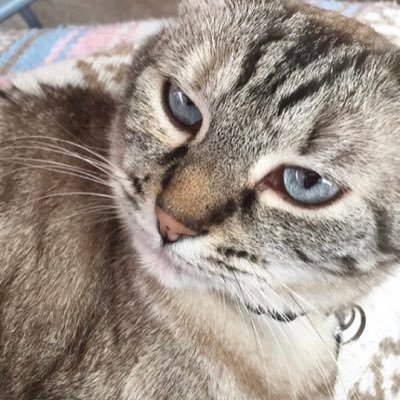 10 year old tabby , who was recently diagnosed with lymphoma, my daddy and aunty made me a Twitter. we need extra support and prayers right now.