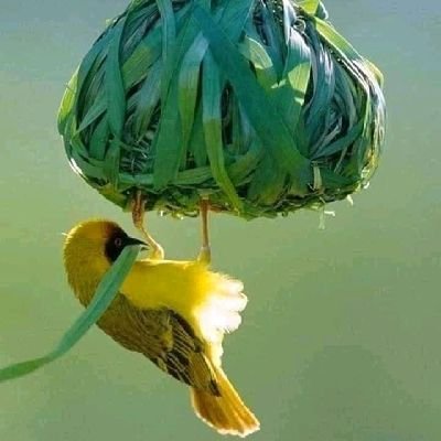 AgNelly5's profile picture. 