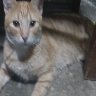 Alexaraujocm's profile picture. Alex.