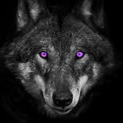 WolfKingArmy Profile Picture
