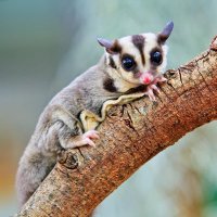 Sugar Glider(@bymatthewk) 's Twitter Profile Photo