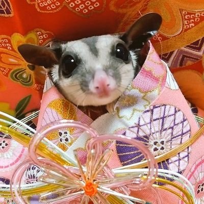 𓄛 タスキとミヤビとムスビのフクロモモンガ日記 𓄛さんのプロフィール画像