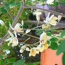 Adrian Ureña - @MoringaLifeMx - Twitter