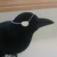 Huginn's Eye Patch