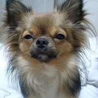 Yoshi (@takezock) 's Twitter Profile
