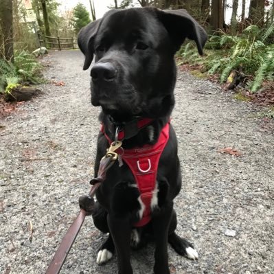 BenjWat's profile picture. kidlit writer, Seahawks junkie