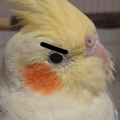 Kanaとお呼びください🖐　シナモンパイドオカメインコ8歳♂(パスタ)の可愛さをアピールするためのアカウントです
I'm a beginner in English. I tweet about my pet cockatiel named Pasta.