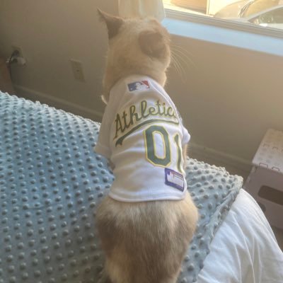 oakland a’s fan. mother of whiskers.
