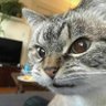 Hadesmpika's profile picture.