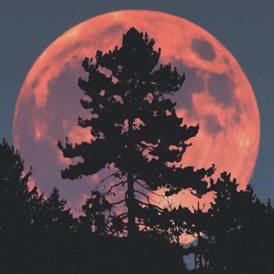 Moonviibess's profile picture. vibraciones de la luna 🌑 ✨