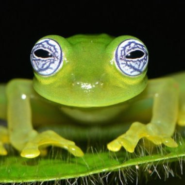 OaxFrog's profile picture. Reverse Engineering, IT Developer