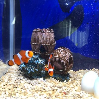 @WEB広告代理店勤務@ 自社広告運用に加えてASP事業もやってます!記事型広告メイン(LINE、SmartNews、直近FBがメインです!) 『弊社作成の記事付き案件』も多数ございます。