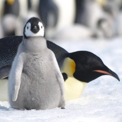 chkai216's profile picture. 麻雀とLeague of Legendsが趣味で、いろんな方のとこを徘徊してます。
電電出身