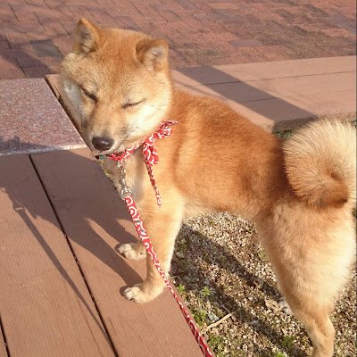 dbd大好き✨PS5でプレイしております🎮
2023/7末にPokemon GO、PokemonSleep始めました✨
豆柴小麦と保護猫ぐぅと暮らしてます🐾