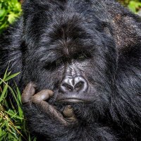 Human 🧘🏾 (@4fkkk) 's Twitter Profile