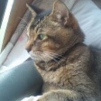 井川のねこのじ🐈‍⬛🐾 (@kekkan50runners) Twitter profile photo