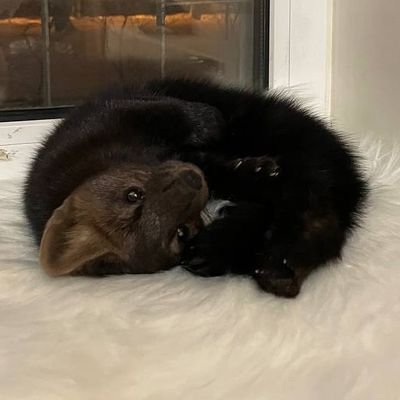 Long boi cuteness stuff ✨
Check out HourlyMartens on Telegram (link below) and @ZGFGaming's streams for more Marten content! || DM's free for suggestions :D