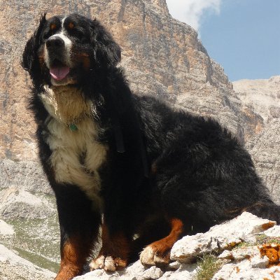 SpalenyPavel's profile picture. 