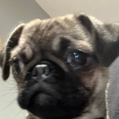 milipug Profile Picture