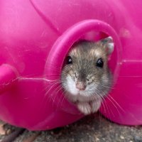 Marble Hamster(@AMarbleStrikes) 's Twitter Profile Photo
