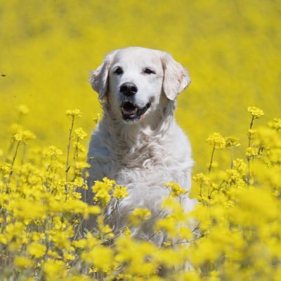 🐶さんのプロフィール画像