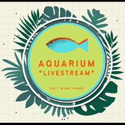 ***LIVE STREAMING AQUARIUMS***
Weekdays (4-11pm ET) @👉https://t.co/fI14F19ejh
Keeping 🐠 Fishies and Aquatic Plants