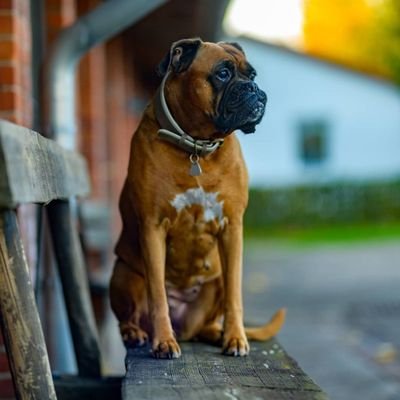 ❣️!!! Do You Love #boxerdogs?? 
👉!!! Then Follow us!! 
🦴🦴