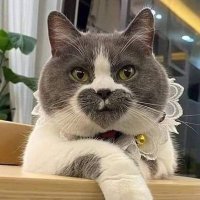 Olio z (@z_zioli) 's Twitter Profile