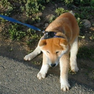 Skin616's profile picture. だいぶ涼しくなってきましたね