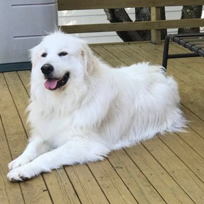 “You can find me where the music meets the ocean” Emotional Support Canadian. Might have a glass of wine. Love my Pyr 💕🐾 🐳