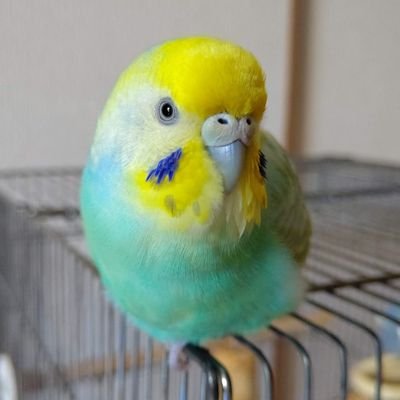 セキセイインコのどんちゃん9歳♀と暮らす鳥好き🐥 

ラジオ/アニメ/洋裁も好き
             インコの事だけに限らずアレコレ好きに呟いてます
 
鳥スキーの方に喜んでいただけるような雑貨や洋服を作るのが目標‼️